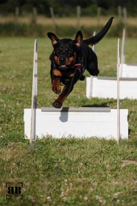 20150624_flyball_42395