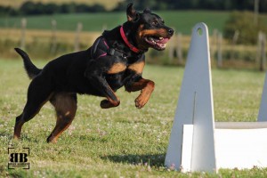 20150624_flyball_42466