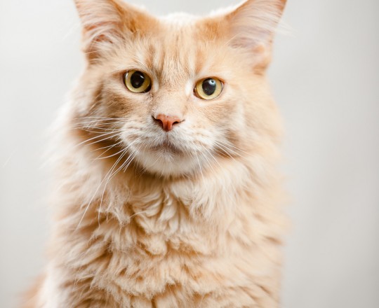 chat Maine coon