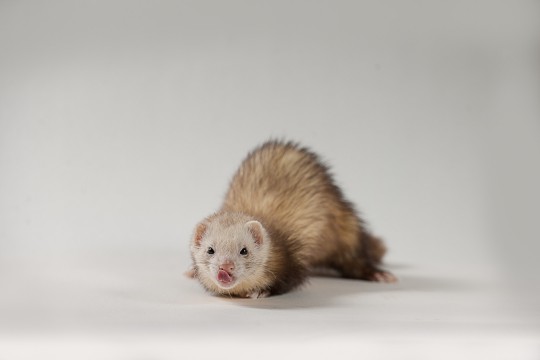 furet