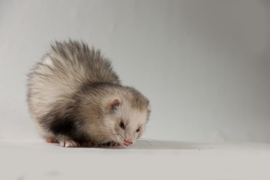 furet