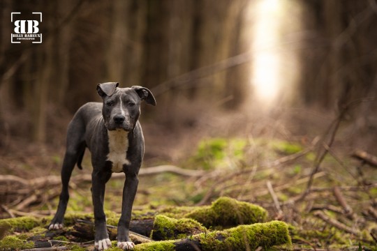 Photo d'un croisé dogue