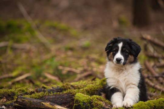 chiot berger australien