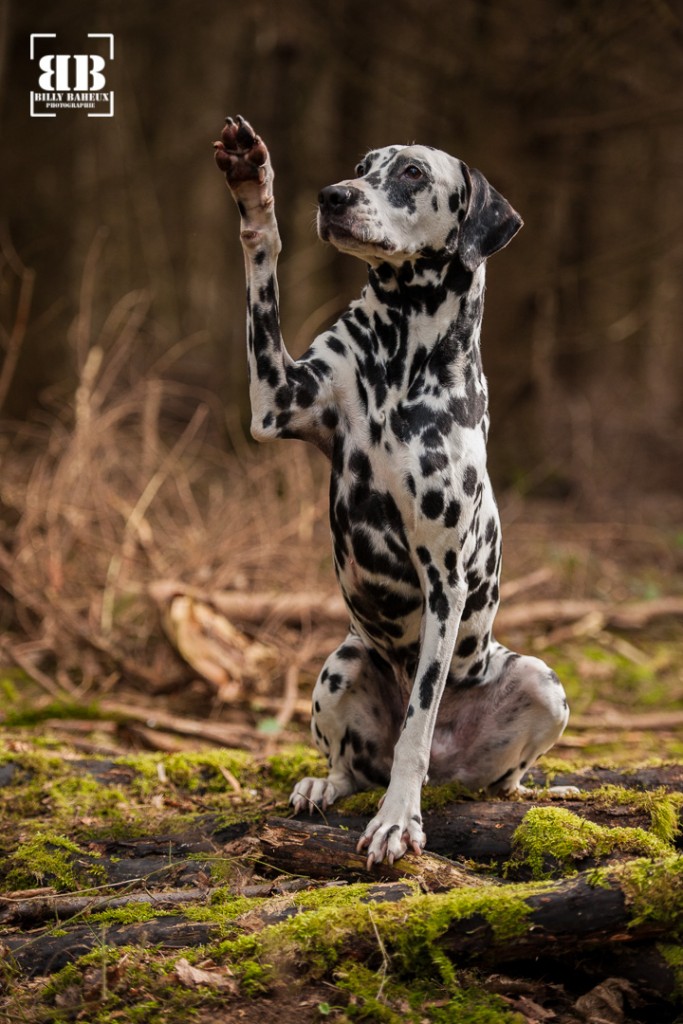 photographe chien evreux