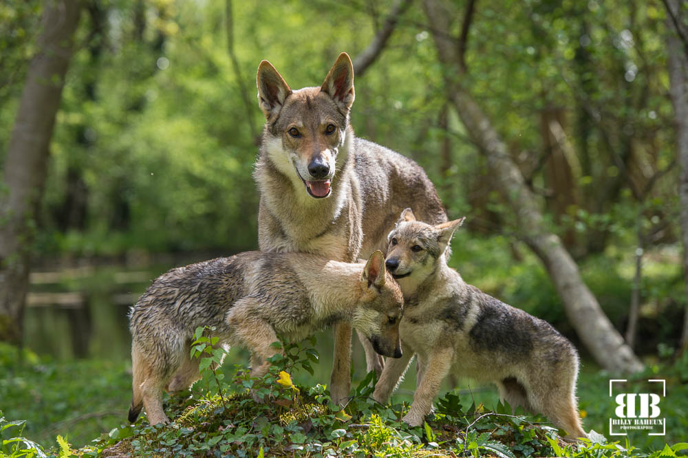 photographe chien dreux