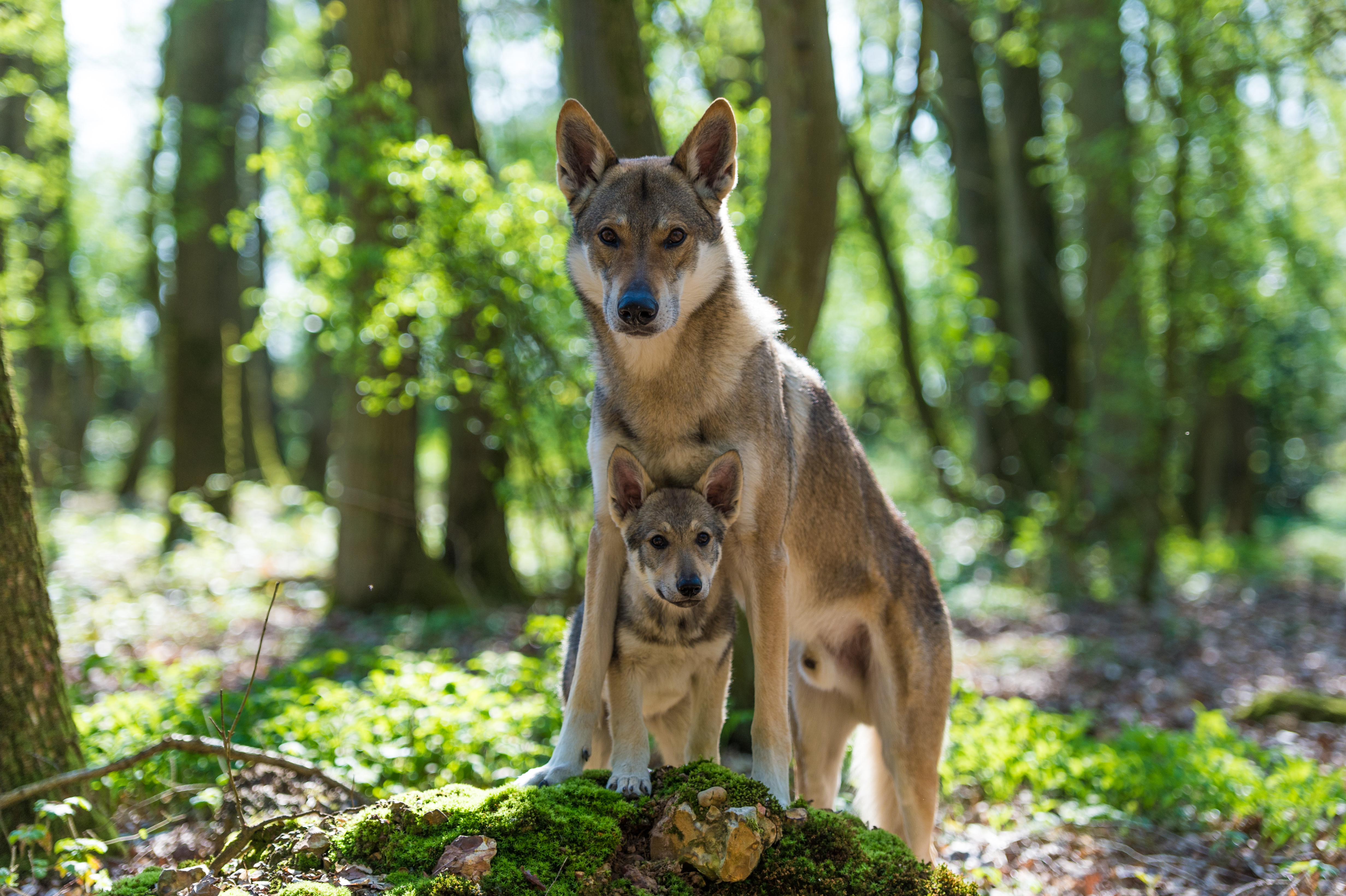 photographe chien vernon