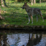 chien loup